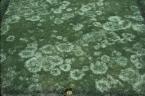 Gray snow mold2.jpg